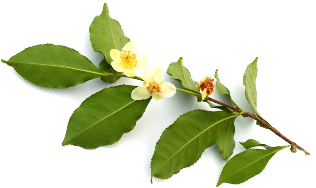 Flowering Camellia Sinensis