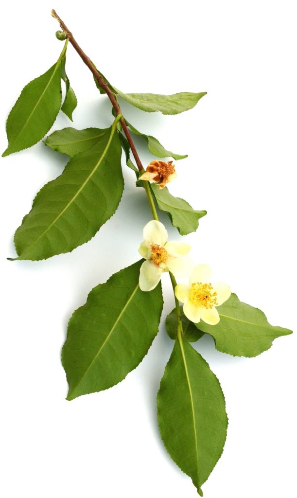 Flowering Camellia Sinensis