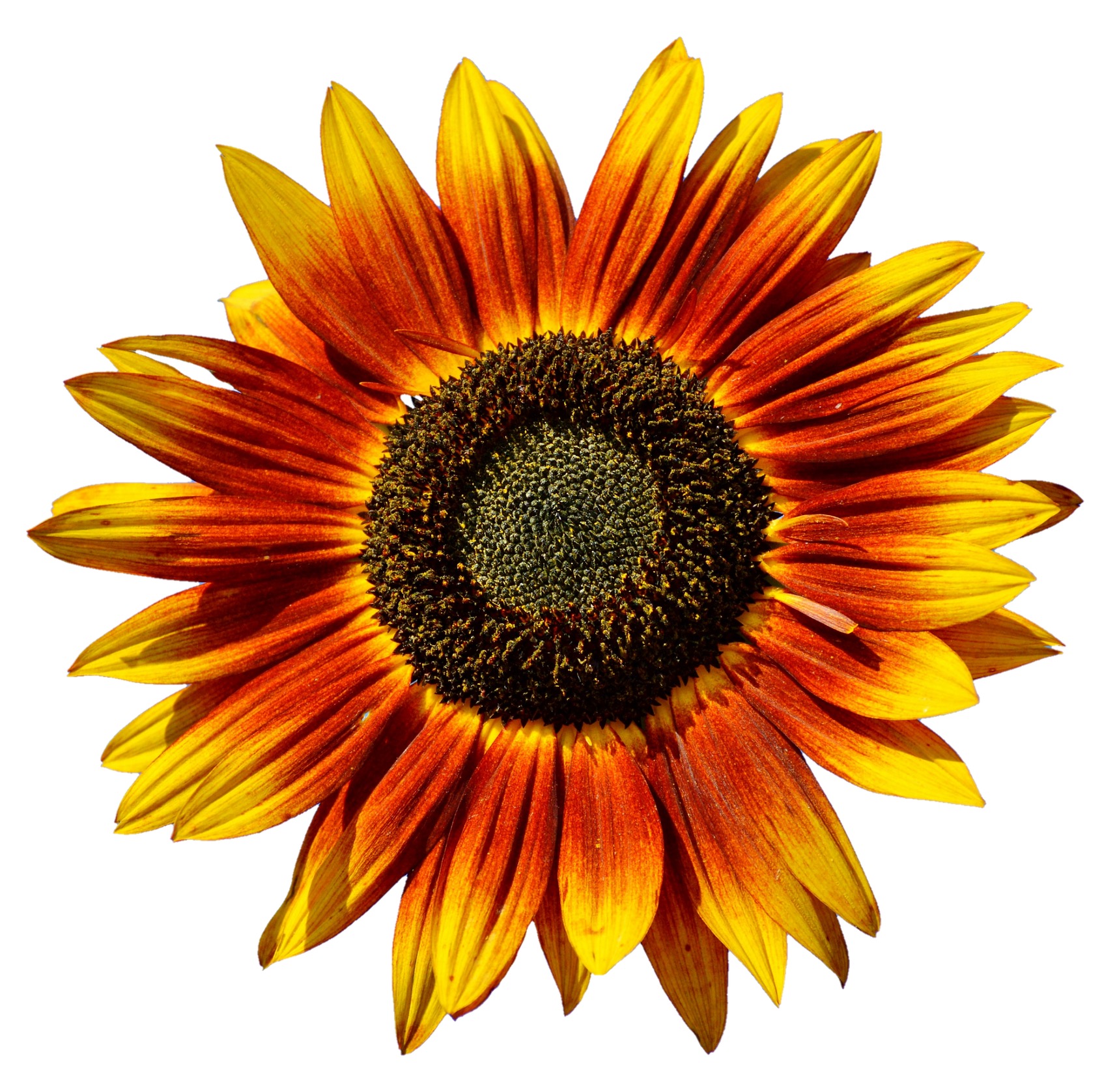 Passion Eye Serum contains Vitamin E derived from sunflowers