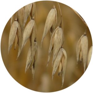 Organic Oat Flower