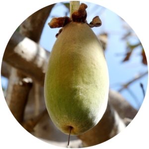 Baobab Fruit