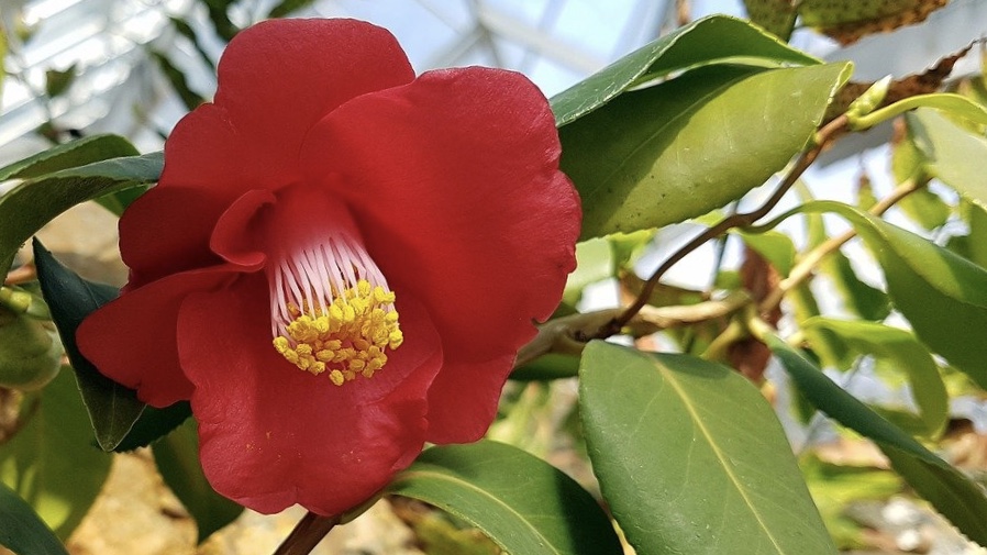 Camellia Japonica