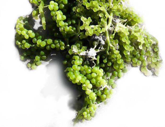 Sea Grapes algae promote collagen