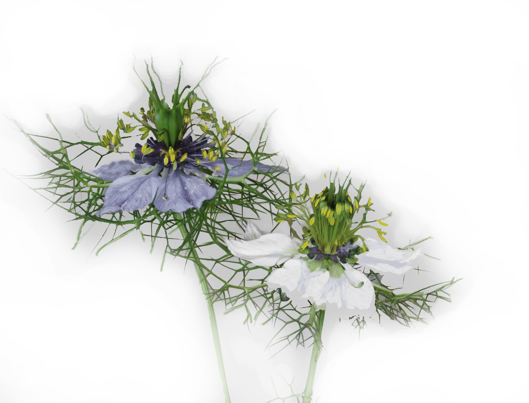 Black Seed Oil comes from the lovely Nigella sativa flower