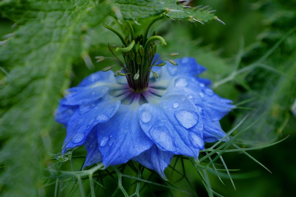 Black Seed Oil comes from seeds of the virgin on the green flower