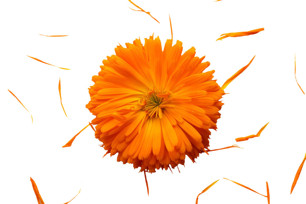 calendula