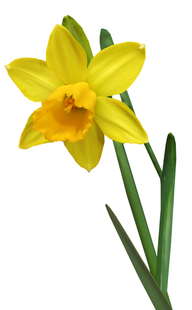 Daffodil Extract
