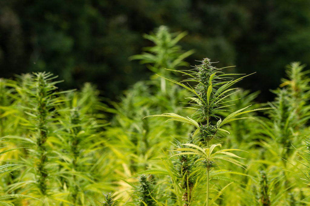 CBN comes from mature Hemp plants