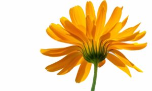 Calendula promotes skin regeneration