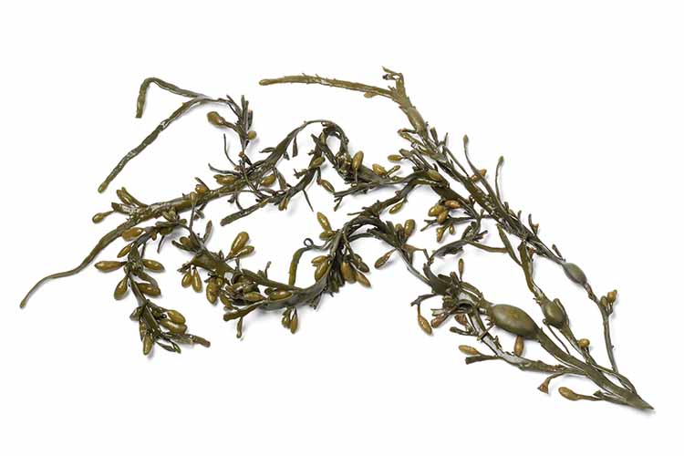 Bladder wrack seaweed 