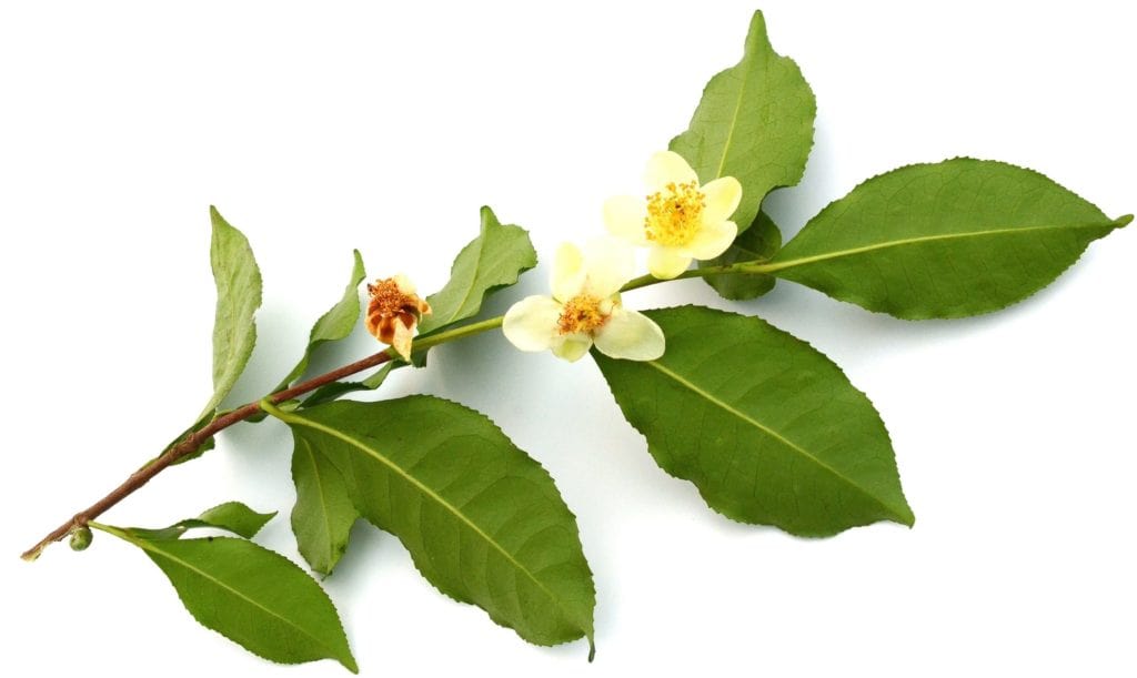 Flowering Camellia Sinensis 