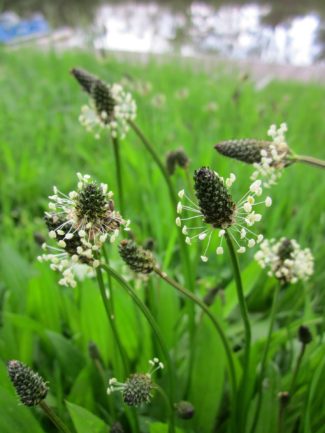 Plantago Lanceolata