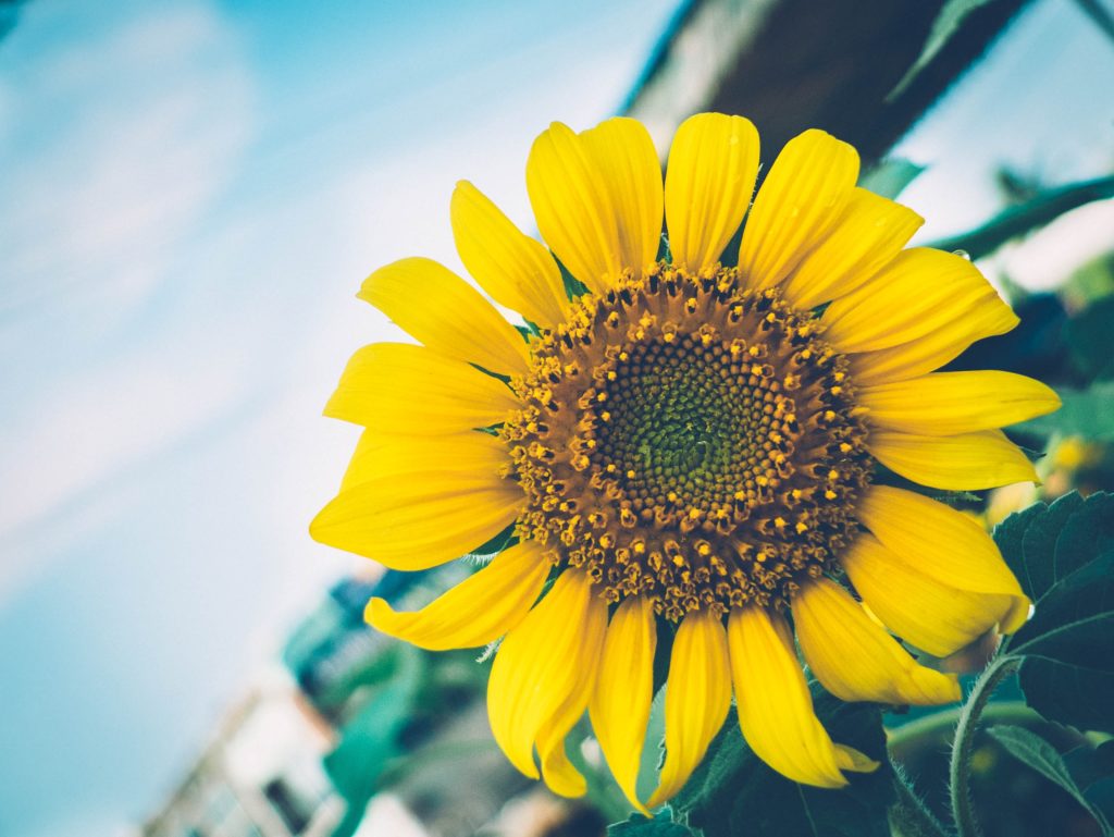 Sunflower Oil has many hair and skin benefits