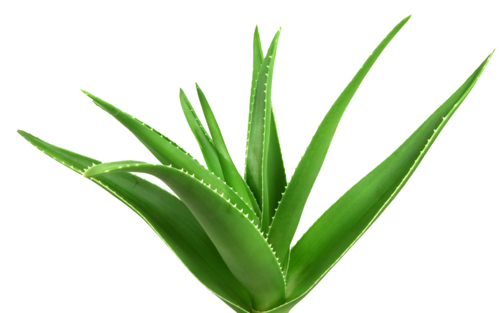 The gel of the Aloe Vera plant nourishes and soothes skin and hair