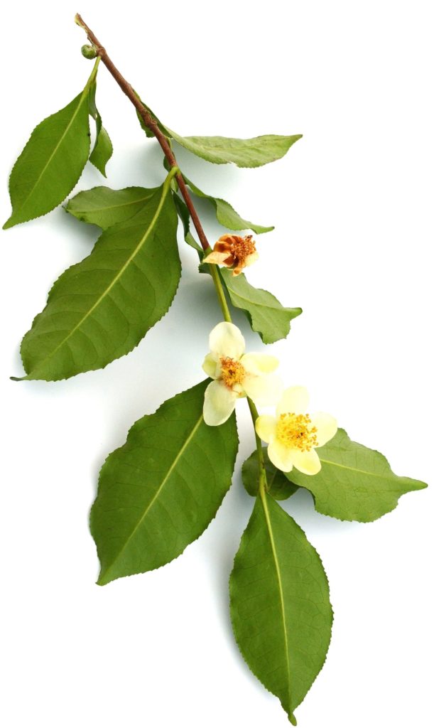 Flowering Camellia Sinensis or Green Tea soothes sensitive skin
