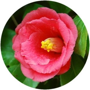 Camellia japonica is a highly moisturizing and anti-aging skincare oil