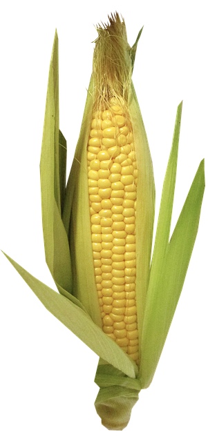 Zayea Propanediol and Zea Mays come from corn