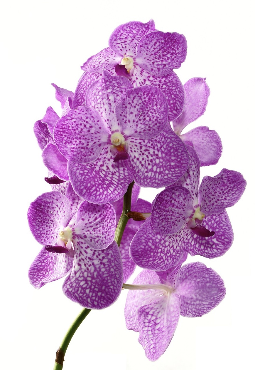 Orchid extracts have a high water binding capacity, working as a moisturizer and emollient