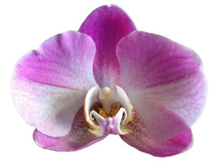 Orchid in Gelmersea Orchid Extract