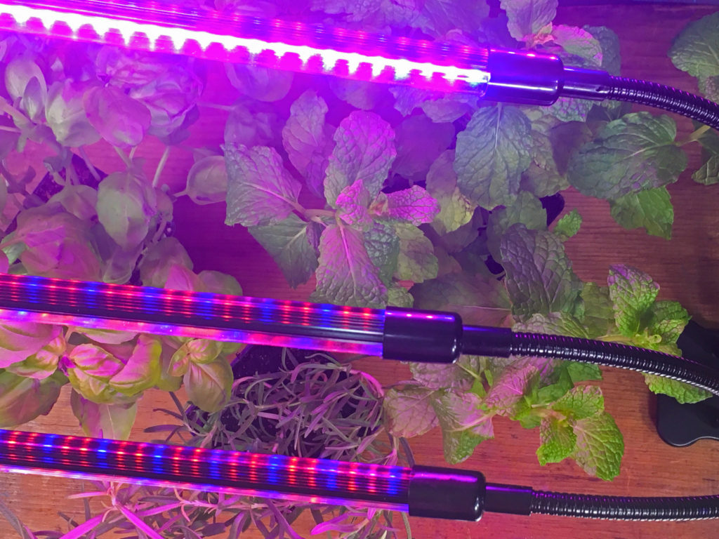 Bathing my indoor herb garden in purple light for optimal growth