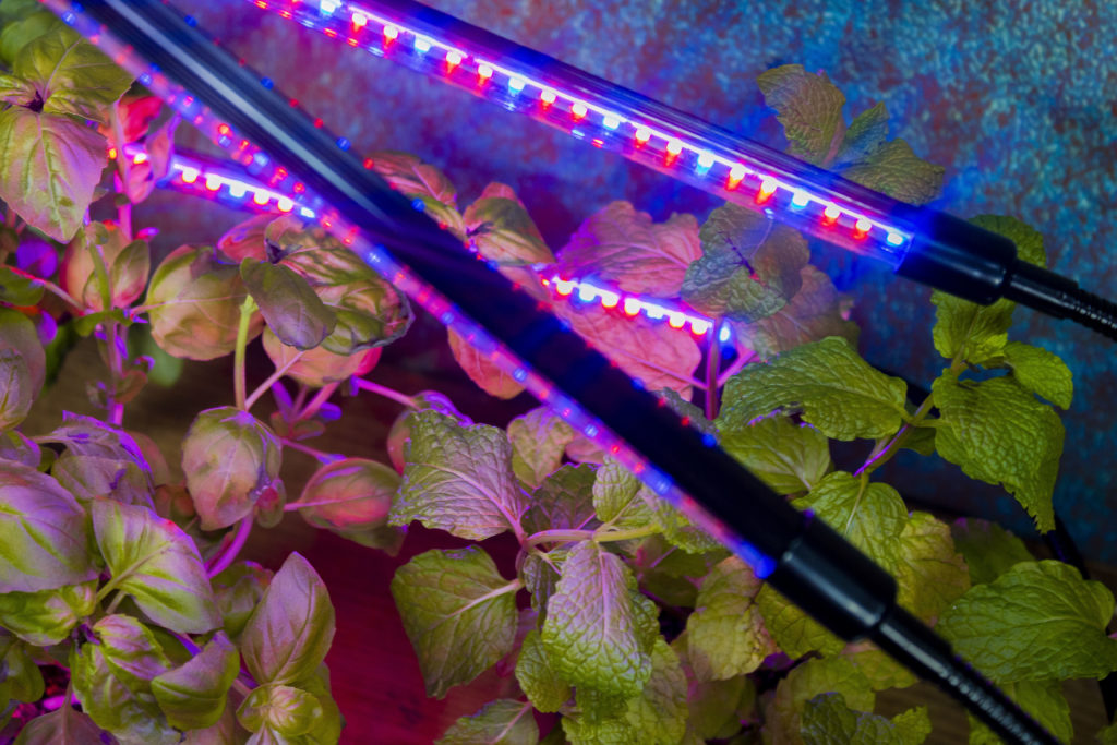 purple light enhances plant growth